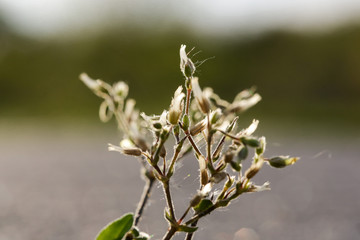 Nature plant green growing flower spring 