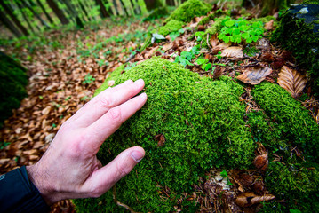 man caresses moss in the spring forest - outdoor activity and spring season