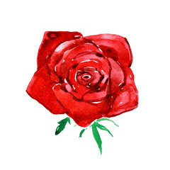 Red rose, watercolor illustration
