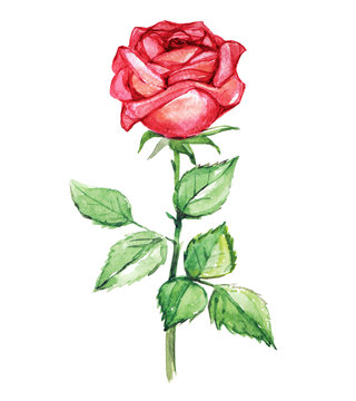 Red rose with leaves, watercolor illustration