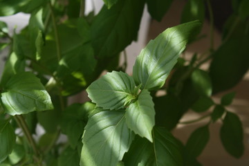 Fresh basil