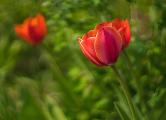 fragile beauty of red tulip flower
