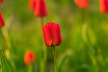 fragile beauty of red tulip flower