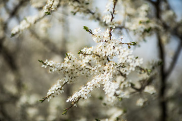 Branches of blossoming tree with white flowers tree