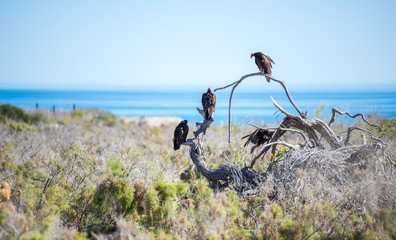 turkey vultures perched on a dead tree in the Mexican desert