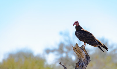 turkey vulture perched on a dead tree in the Mexican desert
