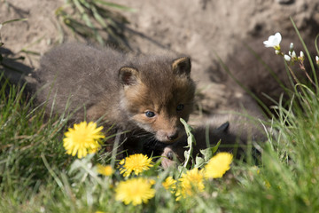 Baby fox in the green grass