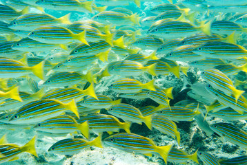 Fototapeta na wymiar School of fish in the water off of Cabo Mexico