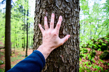 man caresses the bark of a fir tree - outdoor activity and spring season