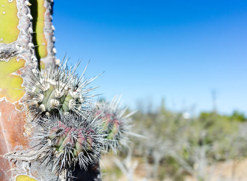 Cactus Spines
