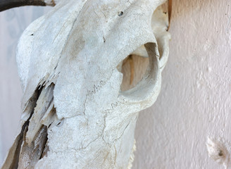 Old cattle skull