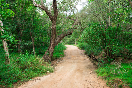 Fototapeta Road in magic dark forest