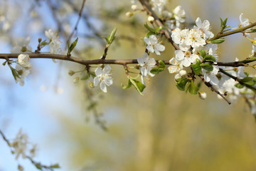 flowering fruit tree/ Branch with white cherry flowers in springtime