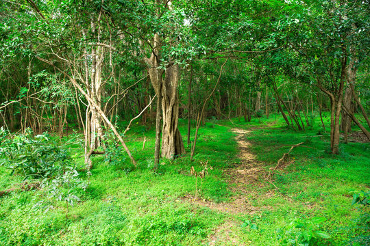 Fototapeta Road in magic dark forest