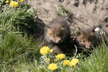 Baby fox in the green grass