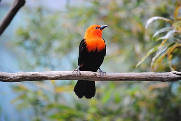 Oiseau