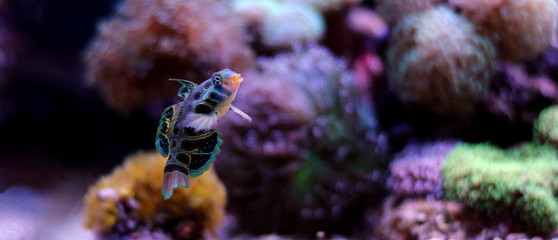 Fototapeta premium Green Mandarin fish