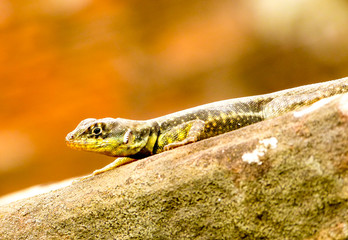 reptile