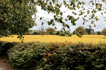 Yellow rape on field. Horizontal line of plants and trees on cloudy sky. Rural landscape Christleton, Cheshire, England 