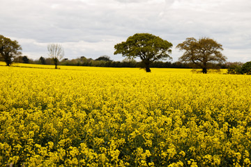 Obraz premium Yellow rape on field. Horizontal line of plants and trees on cloudy sky. Rural landscape Christleton, Cheshire, England 