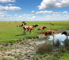 Cows on a watering place