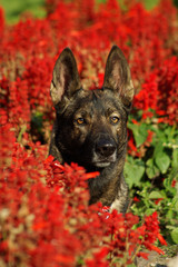 Portrait of Italian wolf dog