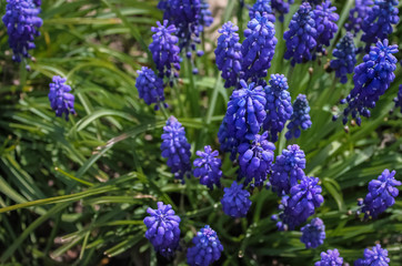 Blue spring flowers muscari or grape hyacinth in natural background, closeup. Right side.