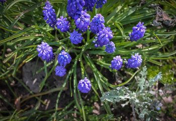 Blue spring flowers muscari or grape hyacinth in natural background, closeup. Center.