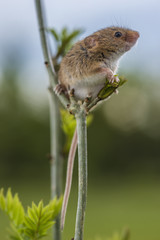 English harvest mouse