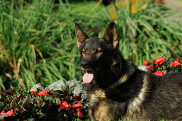 Portrait of Italian wolf dog