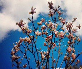 Flowers on the clouds