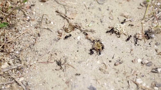colony of ants taking dry plants to their cave for storage