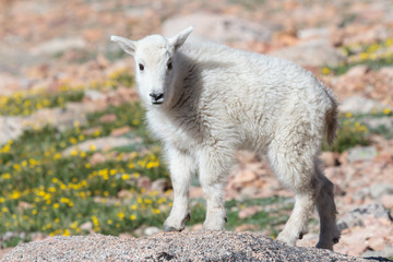 Wild Mountain Goats of the Colorado Rocky Mountains