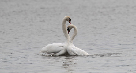 Pair of Mute Swans performing the mating dance on the River Danube at Zemun in the Belgrade, Serbia.