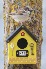 Bird perched on a May decorated bird box