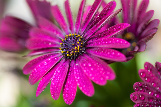 Fototapeta Violet Osteospermum ecklonis marco with drops