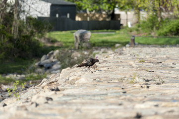 Wild Turkey on hurricane barrier