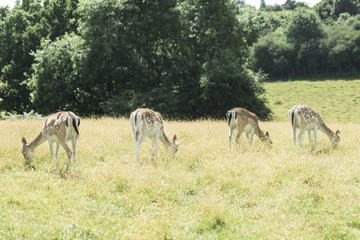 Fototapeta premium Group of deer eating.