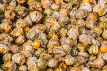Cape Gooseberry