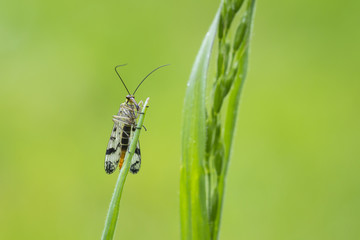 Panorpa communis, common scorpionfly resting