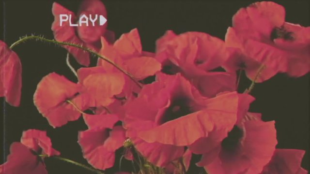 Fake VHS tape: a bunch of red poppies (spring flowers) calmly and gently shaken by the wind. Black background.
