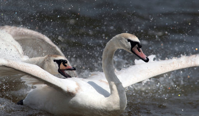 Two male swans, Cygnus olor, during a fight for supremacy in mating season on the River Danube at Zemun in the Belgrade Serbia.