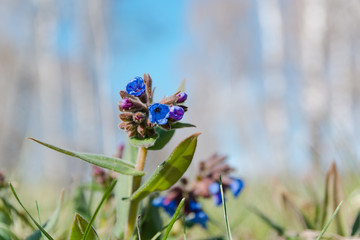 the medunitsa is blue. glade of flowers. spring flowers.