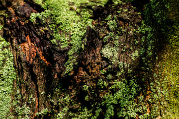 Green moss texture on old tree with narrow DOF 5