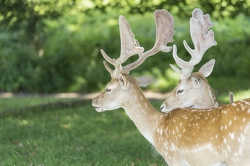 Deer taking cover from the sun.