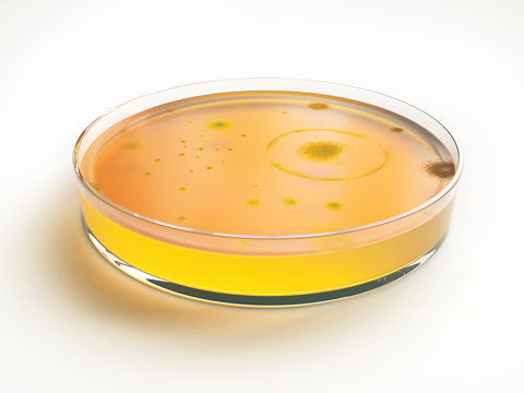 Bacteria colonies on petri dishes, on white background- 3D Rendering