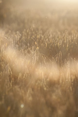 Golden wheat with large sun flare.