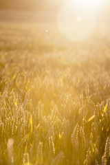 Golden wheat with large sun flare.