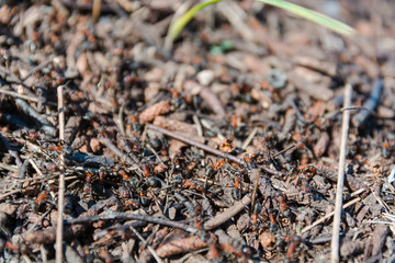ants red. it is a lot of ants. ant hill.
