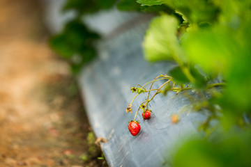 Strawberry plantation
